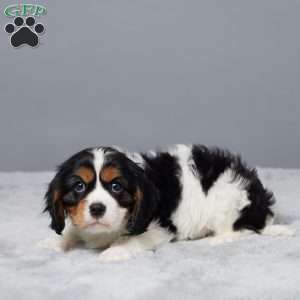 Nova, Cavalier King Charles Spaniel Puppy